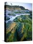 Seaweed on Rocks During Low Tide Near Cape Alava, Olympic National Park, Washington, USA-Scott T. Smith-Stretched Canvas