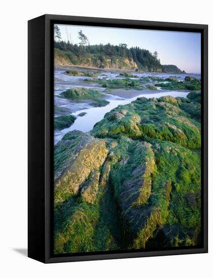 Seaweed on Rocks During Low Tide Near Cape Alava, Olympic National Park, Washington, USA-Scott T. Smith-Framed Stretched Canvas