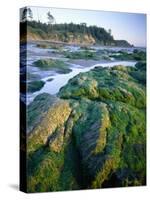 Seaweed on Rocks During Low Tide Near Cape Alava, Olympic National Park, Washington, USA-Scott T. Smith-Stretched Canvas