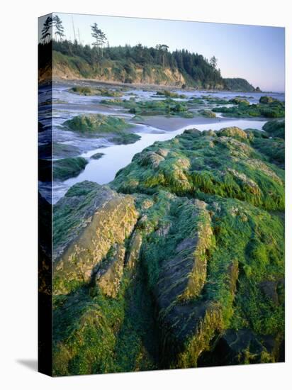 Seaweed on Rocks During Low Tide Near Cape Alava, Olympic National Park, Washington, USA-Scott T. Smith-Stretched Canvas