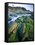 Seaweed on Rocks During Low Tide Near Cape Alava, Olympic National Park, Washington, USA-Scott T. Smith-Framed Stretched Canvas