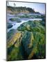 Seaweed on Rocks During Low Tide Near Cape Alava, Olympic National Park, Washington, USA-Scott T. Smith-Mounted Photographic Print