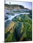 Seaweed on Rocks During Low Tide Near Cape Alava, Olympic National Park, Washington, USA-Scott T. Smith-Mounted Photographic Print