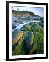 Seaweed on Rocks During Low Tide Near Cape Alava, Olympic National Park, Washington, USA-Scott T. Smith-Framed Photographic Print