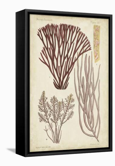 Seaweed Specimen in Coral I-Vision Studio-Framed Stretched Canvas