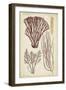 Seaweed Specimen in Coral I-Vision Studio-Framed Art Print