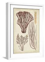 Seaweed Specimen in Coral I-Vision Studio-Framed Art Print