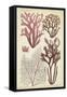 Seaweed Specimen in Coral II-Vision Studio-Framed Stretched Canvas