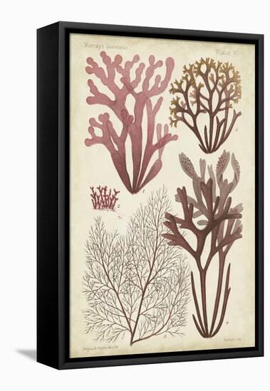 Seaweed Specimen in Coral II-Vision Studio-Framed Stretched Canvas