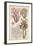 Seaweed Specimen in Coral II-Vision Studio-Framed Art Print