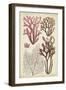 Seaweed Specimen in Coral II-Vision Studio-Framed Art Print