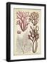 Seaweed Specimen in Coral II-Vision Studio-Framed Art Print