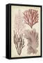 Seaweed Specimen in Coral III-Vision Studio-Framed Stretched Canvas