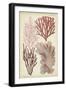 Seaweed Specimen in Coral III-Vision Studio-Framed Art Print