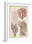 Seaweed Specimen in Coral III-Vision Studio-Framed Art Print