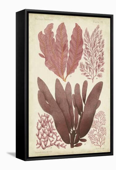 Seaweed Specimen in Coral IV-Vision Studio-Framed Stretched Canvas