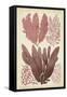 Seaweed Specimen in Coral IV-Vision Studio-Framed Stretched Canvas