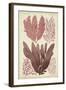 Seaweed Specimen in Coral IV-Vision Studio-Framed Art Print