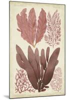 Seaweed Specimen in Coral IV-Vision Studio-Mounted Art Print