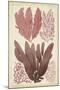 Seaweed Specimen in Coral IV-Vision Studio-Mounted Art Print