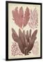 Seaweed Specimen in Coral IV-Vision Studio-Framed Art Print