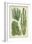 Seaweed Specimen in Green I-Vision Studio-Framed Art Print