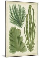 Seaweed Specimen in Green I-Vision Studio-Mounted Art Print