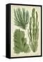 Seaweed Specimen in Green I-Vision Studio-Framed Stretched Canvas