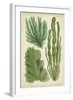 Seaweed Specimen in Green I-Vision Studio-Framed Art Print