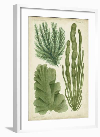 Seaweed Specimen in Green I-Vision Studio-Framed Art Print