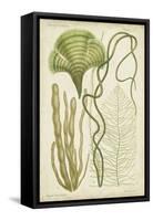 Seaweed Specimen in Green II-Vision Studio-Framed Stretched Canvas