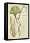 Seaweed Specimen in Green II-Vision Studio-Framed Stretched Canvas