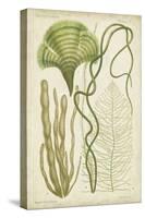 Seaweed Specimen in Green II-Vision Studio-Stretched Canvas