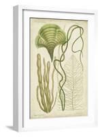 Seaweed Specimen in Green II-Vision Studio-Framed Art Print