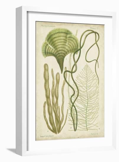 Seaweed Specimen in Green II-Vision Studio-Framed Art Print