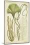 Seaweed Specimen in Green II-Vision Studio-Mounted Art Print