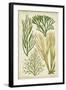 Seaweed Specimen in Green III-Vision Studio-Framed Art Print