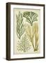 Seaweed Specimen in Green III-Vision Studio-Framed Art Print