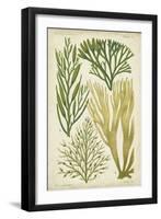 Seaweed Specimen in Green III-Vision Studio-Framed Art Print