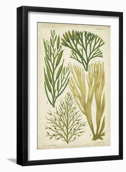 Seaweed Specimen in Green III-Vision Studio-Framed Art Print