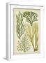 Seaweed Specimen in Green III-Vision Studio-Framed Art Print