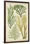 Seaweed Specimen in Green III-Vision Studio-Framed Art Print