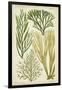 Seaweed Specimen in Green III-Vision Studio-Framed Art Print
