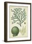 Seaweed Specimen in Green IV-Vision Studio-Framed Art Print