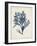 Seaweed Specimens II-Naomi McCavitt-Framed Art Print