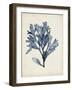 Seaweed Specimens II-Naomi McCavitt-Framed Art Print