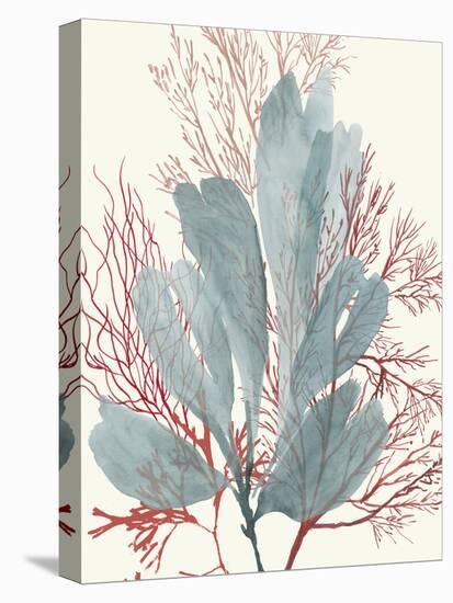 Seaweed Swirls I-Aimee Wilson-Stretched Canvas
