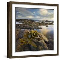 Seaweed, Waipapa Coast, Catlins, Southland, South Island, New Zealand-Rainer Mirau-Framed Photographic Print