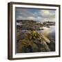 Seaweed, Waipapa Coast, Catlins, Southland, South Island, New Zealand-Rainer Mirau-Framed Photographic Print