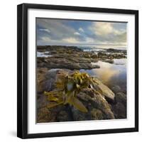 Seaweed, Waipapa Coast, Catlins, Southland, South Island, New Zealand-Rainer Mirau-Framed Photographic Print